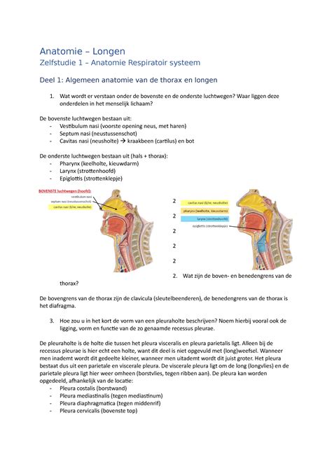 longhili|Afwijkingen van het respiratoire systeem